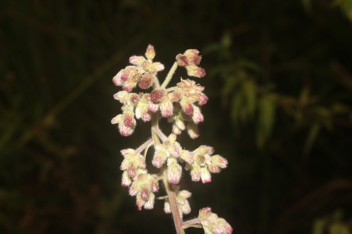 Blumea hieraciifolia var. flexuosa (C.B.Clarke) Randeria